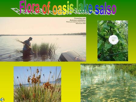 The thin cane of swamp (Phragmites australis) is one of the most typical species of the sweet water swamp and it covers wide areas.