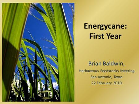 Energycane: First Year Brian Baldwin, Herbaceous Feedstocks Meeting San Antonio, Texas 22 February 2010.