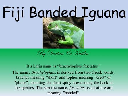 It’s Latin name is “brachylophus fasciatus.” The name, Brachylophus, is derived from two Greek words: brachys meaning short and lophos meaning crest