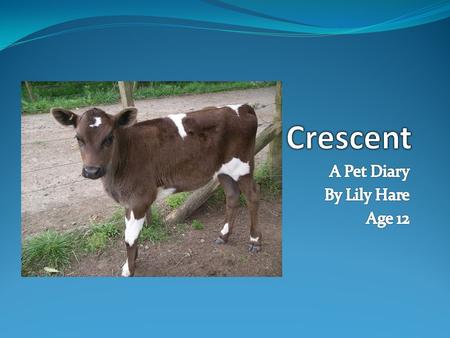 Background Crescent was born on the 30 th July in the same bad weather as Storm. She was cold and wet and needed a bottle when she was born to get her.