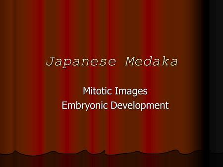 Japanese Medaka Mitotic Images Embryonic Development.