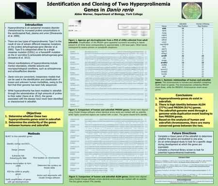 Identification and Cloning of Two Hyperprolinemia Genes in Danio rerio Abbie Werner, Department of Biology, York College Introduction Hyperprolinemia is.