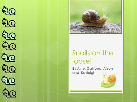 Snails on the loose! By Aine, Catriona, Alison and Kayleigh.