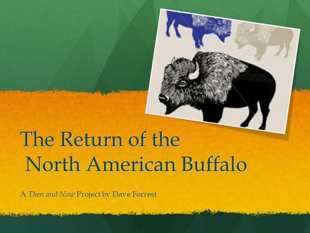 The Return of the North American Buffalo A Then and Now Project by Dave Forrest.