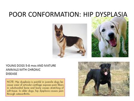 POOR CONFORMATION: HIP DYSPLASIA YOUNG DOGS 5-8 mos AND MATURE ANIMALS WITH CHRONIC DISEASE.