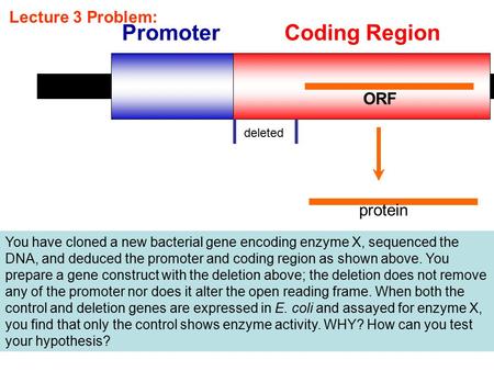 Lecture 3 Problem: PromoterCoding Region ORF deleted protein You have cloned a new bacterial gene encoding enzyme X, sequenced the DNA, and deduced the.