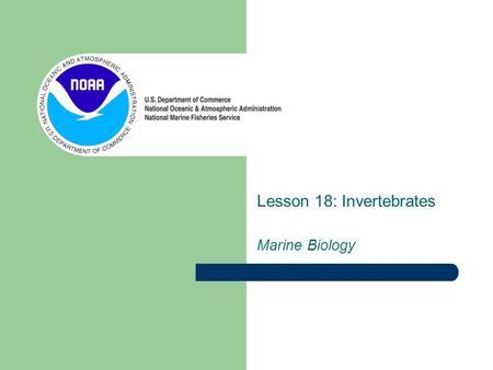 Lesson 18: Invertebrates Marine Biology. Classification Overview Common Invertebrates Kingdom Animalia Phlyum Porifera Cnidaria Mollusca Arthropoda Echinodermata.