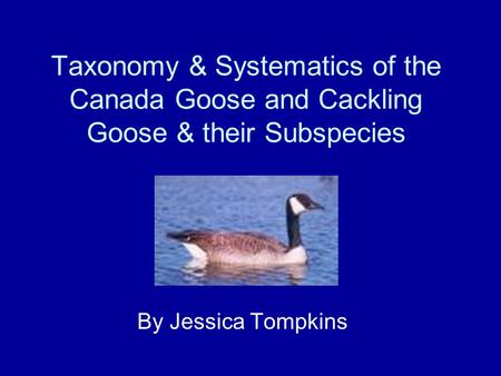 Taxonomy & Systematics of the Canada Goose and Cackling Goose & their Subspecies By Jessica Tompkins.