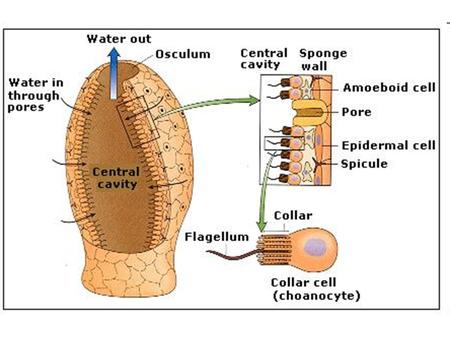 Collar cell Ostium Osculum Spicule ? Ostium What happens at the osculum? Water exits.