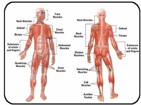 Muscles are bundles of cells and fibers. Muscles work in a very simple way. All they do is tighten up--that is, contract--and relax. You have two.