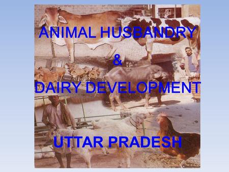 ANIMAL HUSBANDRY & DAIRY DEVELOPMENT UTTAR PRADESH.