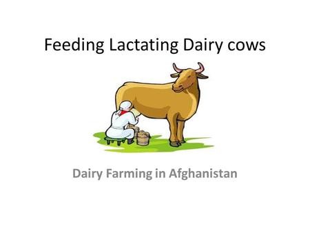 Feeding Lactating Dairy cows