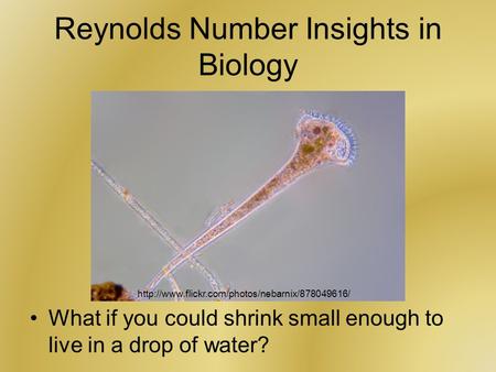 Reynolds Number Insights in Biology What if you could shrink small enough to live in a drop of water?