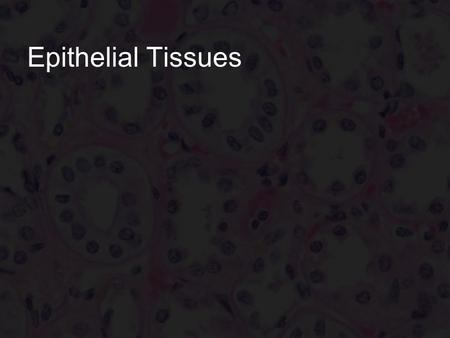 Epithelial Tissues.