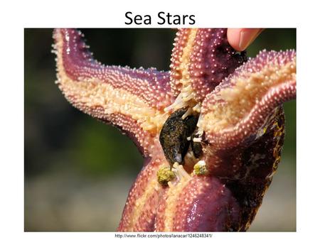 Sea Stars