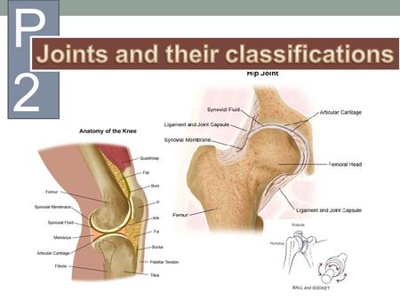 Joints and their classifications