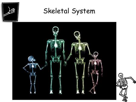 Skeletal System.