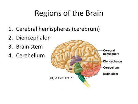 Regions of the Brain Cerebral hemispheres (cerebrum) Diencephalon