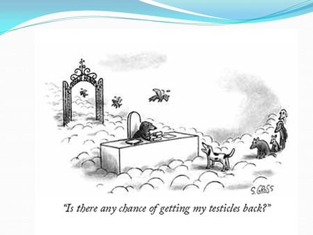 Animal Reproduction Reproduction Produce copies of self Continue survival of species Ensure survival of personal genetics.