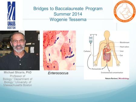 Bridges to Baccalaureate Program Summer 2014 Wogenie Tessema Michael Shiaris, PhD Professor of Biology Department of Biology University of Massachusetts.