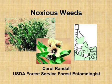 Carol Randall USDA Forest Service Forest Entomologist