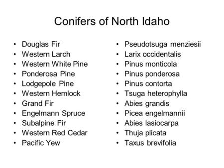 Conifers of North Idaho Douglas Fir Western Larch Western White Pine Ponderosa Pine Lodgepole Pine Western Hemlock Grand Fir Engelmann Spruce Subalpine.