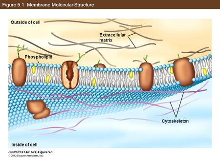 Figure 5.1 Membrane Molecular Structure