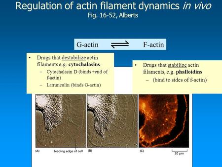 Regulation of actin filament dynamics in vivo Fig. 16-52, Alberts G-actin F-actin Drugs that destabilize actin filaments e.g. cytochalasins –Cytochalasin.