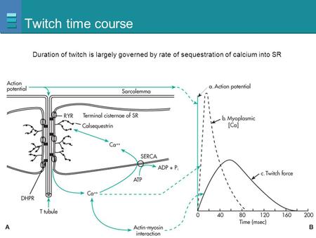 Copyright © 2007 Pearson Education, Inc., publishing as Benjamin Cummings Twitch time course Duration of twitch is largely governed by rate of sequestration.