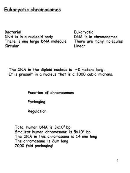 Eukaryotic chromosomes