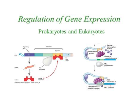 Regulation of Gene Expression