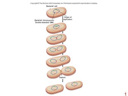 Copyright © The McGraw-Hill Companies, Inc. Permission required for reproduction or display. Bacterial cell Septum Bacterial chromosome: Double-stranded.