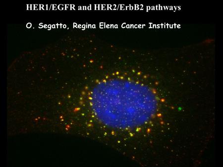 HER1/EGFR and HER2/ErbB2 pathways O. Segatto, Regina Elena Cancer Institute.