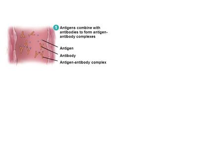 1 Antigens combine with antibodies to form antigen- antibody complexes Antigen Antibody Antigen-antibody complex.