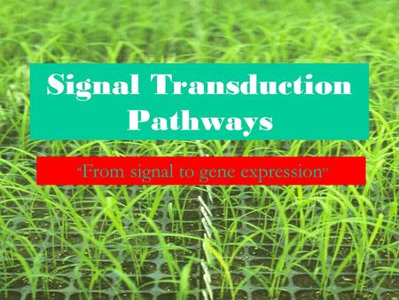 Signal Transduction Pathways