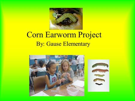 Corn Earworm Project By: Gause Elementary Problem 1: What type of animal is eating the corn? Should it be eliminated?