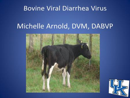 Transiently Infected (TI) Naïve Antigen – Antibody - Transient infection (2weeks) Antigen + Immune Antibody + Antigen – 4-6 years BVDV Seroconversion.