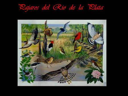 Pajaros  del  Rio  de  la  Plata