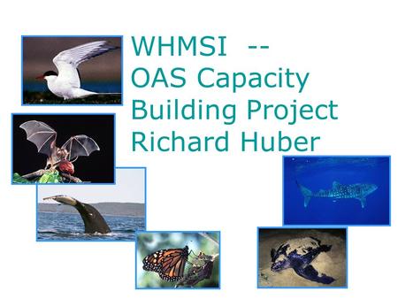 WHMSI -- OAS Capacity Building Project Richard Huber.