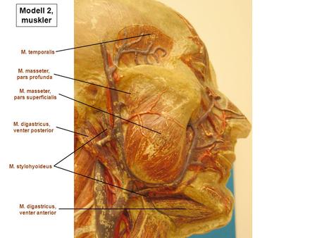 Modell 2, muskler M. temporalis M. masseter, pars profunda