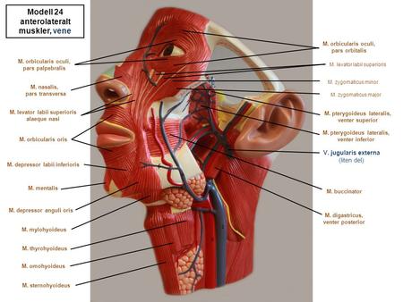 Modell 24 anterolateralt muskler, vene