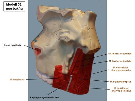 Modell 32, noe bakfra M. constrictor pharyngis superior M. constrictor pharyngis medius M. stylopharyngeus M. levator veli palatini M. tensor veli palatini.