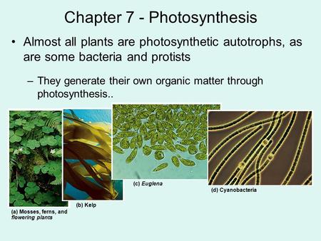 Chapter 7 - Photosynthesis Almost all plants are photosynthetic autotrophs, as are some bacteria and protists –They generate their own organic matter through.