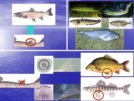 Z  kostnatí (Teleostei) máloostní - Cypriniformes čeleď (familia): * kaprovití (Cyprinidae) * sekavcovití (Cobitidae) * mřenkovití.