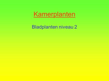 Kamerplanten Bladplanten niveau 2  1 Cupressus macrocarpa  Kamerconifeer.