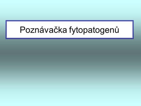 Poznávačka fytopatogenů. Phellinus hartigii Ohňovec Hartigův.