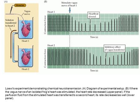 Loewi's experiment demonstrating chemical neurotransmission. (A) Diagram of experimental setup. (B) Where the vagus nerve of an isolated frog's heart was.