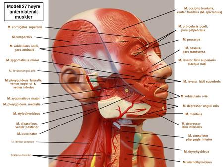Modell 27 høyre anterolateralt muskler