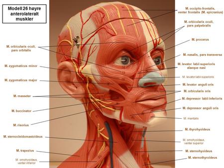 Modell 26 høyre anterolateralt muskler