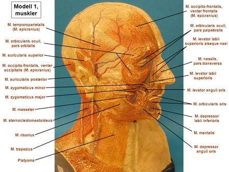 Modell 1, muskler M. occipito-frontalis, venter frontalis